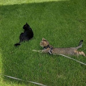 Meet your Posher, Laurel